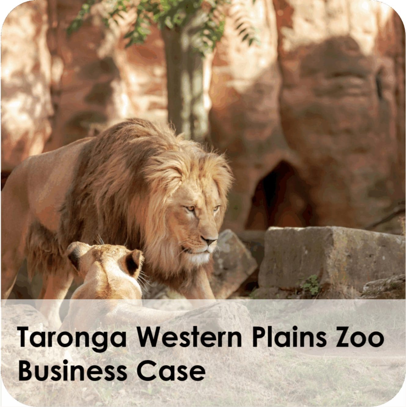 Male lion and lioness at Taronga zoo