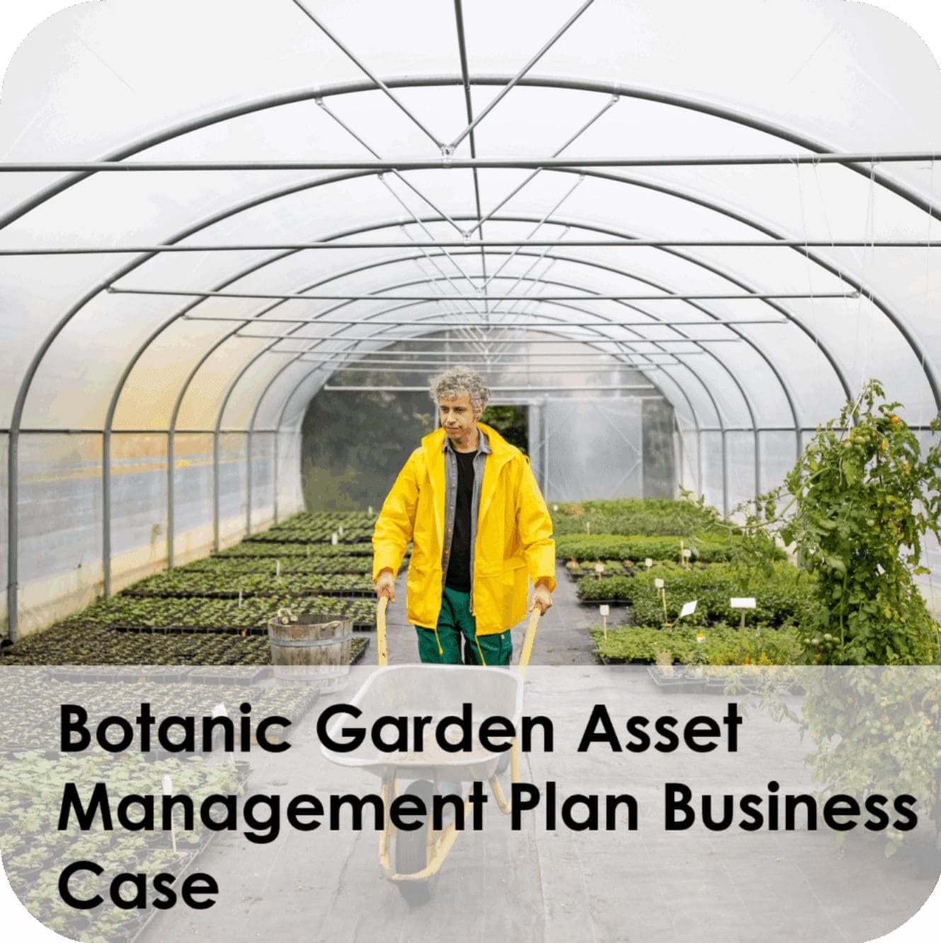 Gardener in yellow coat pushing wheelbarrow inside greenhouse