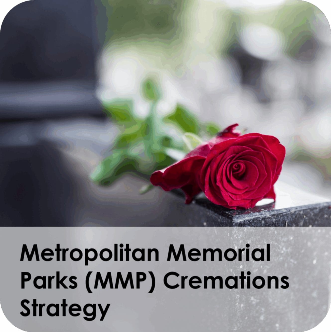 Single red rose resting on memorial stone